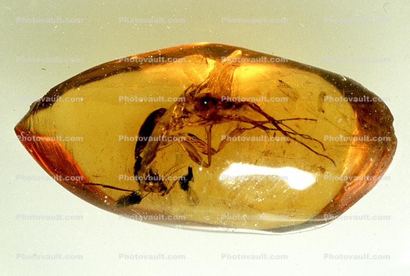 Sugar Ant, Compontus, Insect in Amber, Hymenoptera