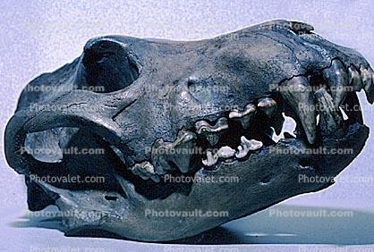Dire Wolf, 30 thousand years ago, (Canis dirus), Wolves, skull, fangs, teeth