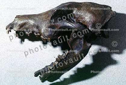 Icaronycteris, Bat Skull, 50 million years ago