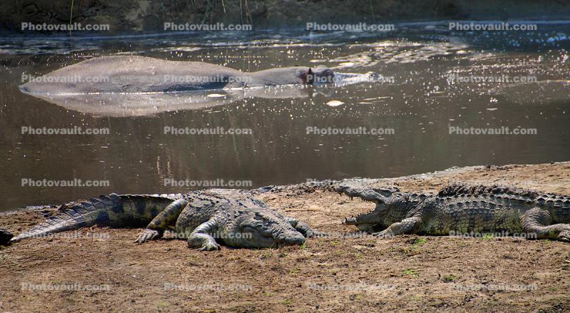 Nile crocodile, (Crocodylus niloticus), Crocodylidae, Crocodylinae, freshwater, Katavi National Park, Tanzania