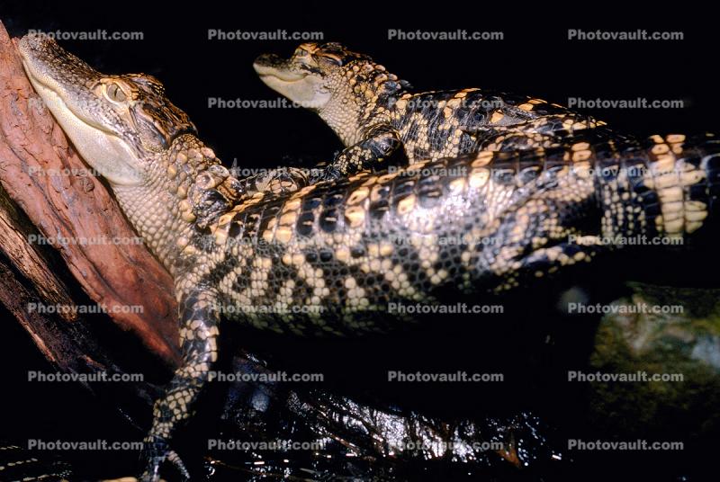 Baby American Alligator on Parents Back, Piggyback