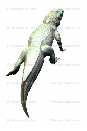American Alligator, (Alligator mississippiensis), Crocodylia, Alligatoridae, photo-object, object, cut-out, cutout