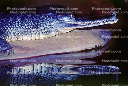 Indian Gavial, Gharial, (Gavialis Gangeticus), Gavialidae Images,  Photography, Stock Pictures, Archives, Fine Art Prints