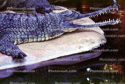 Indian Gavial, Gharial, Gavialis Gangeticus, Gavialidae Images,  Photography, Stock Pictures, Archives, Fine Art Prints