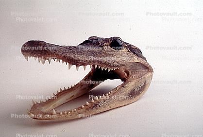 Alligator skull