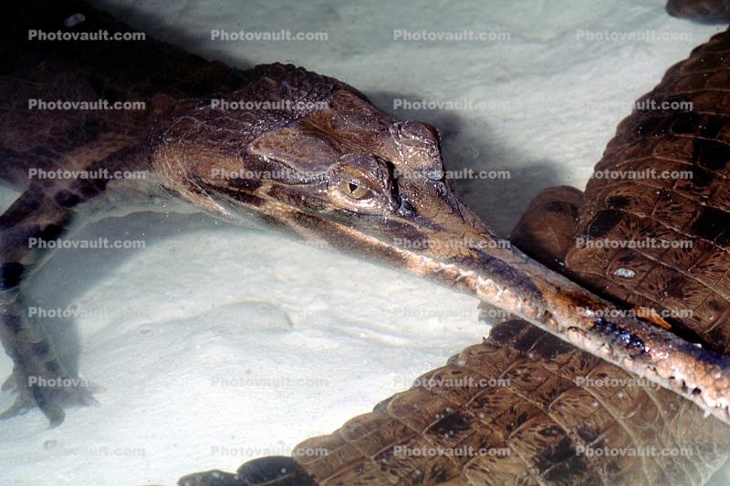 False Gharial or Malayan Gharial, (Tomistoma schlegelii), Crocodylidae, Tomistominae