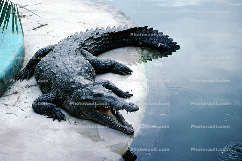 Mouth Agape, Alligator