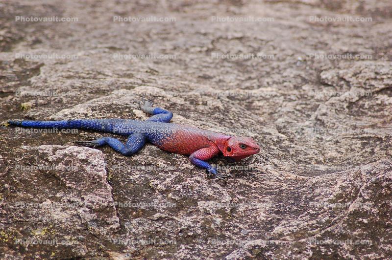 Rainbow Agama, (Agama agama), Iguania, Agamidae, Red and Blue, Africa