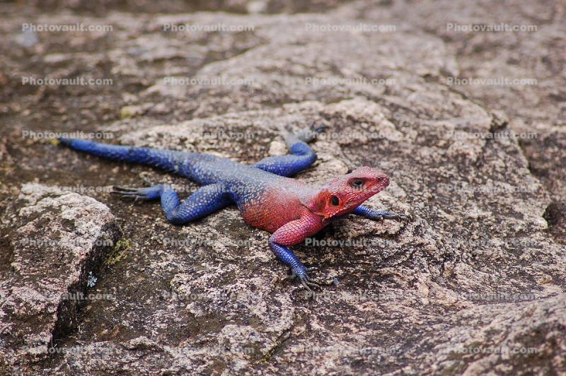 Rainbow Agama, (Agama agama), Iguania, Agamidae, Red and Blue, Africa