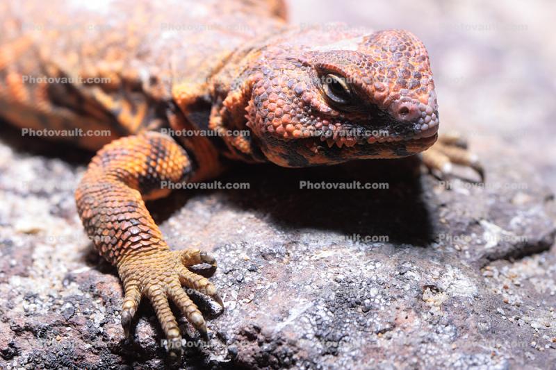 Saharan Spiny-tailed Lizard, (Uromastyx geyri)