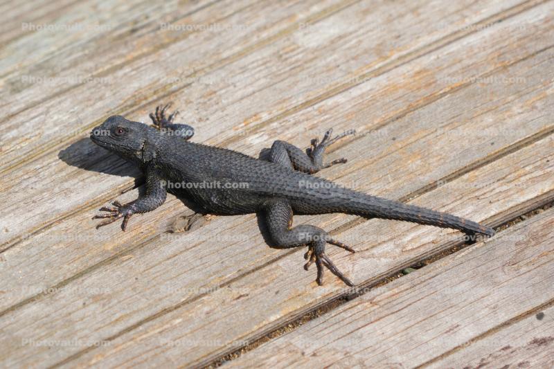 Lizard on Wood