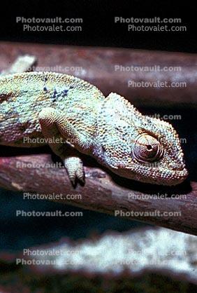 Chameleon, Lacertilia, Iguania, Chamaeleonidae