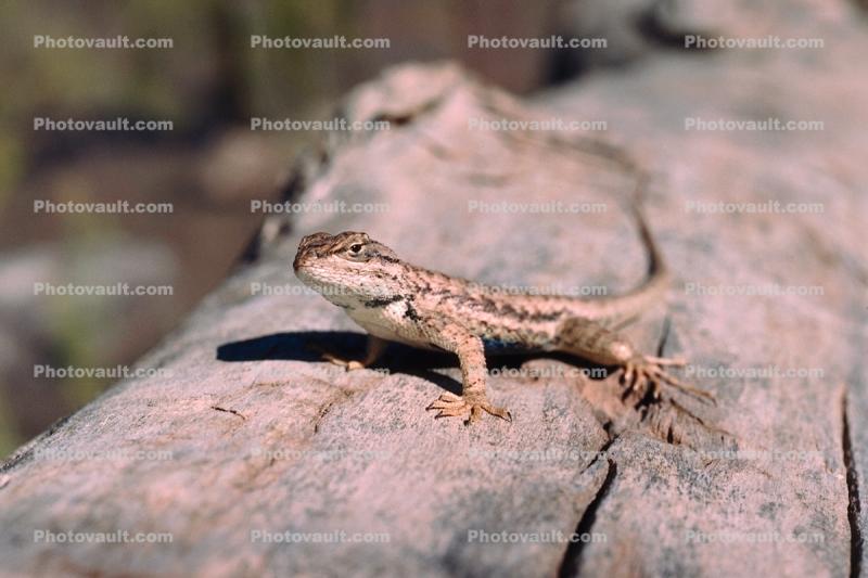 A Lizard on a Log