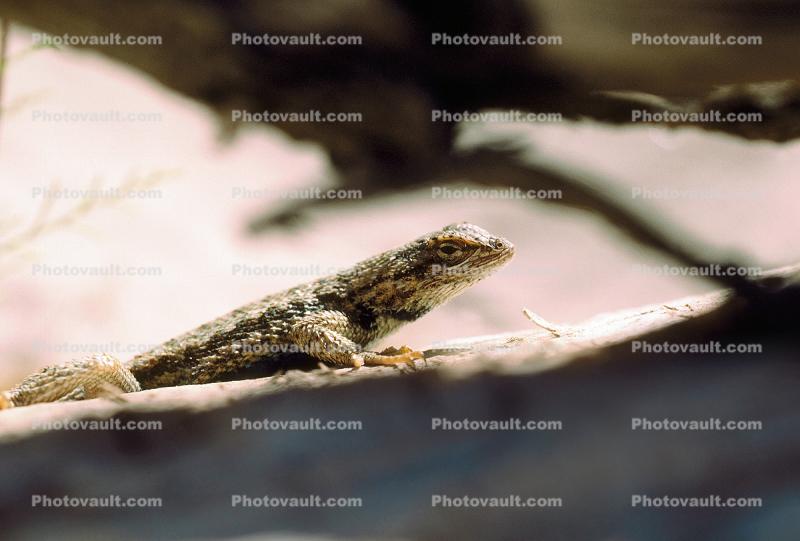 A Lizard Sunning at Canyonlands National Park