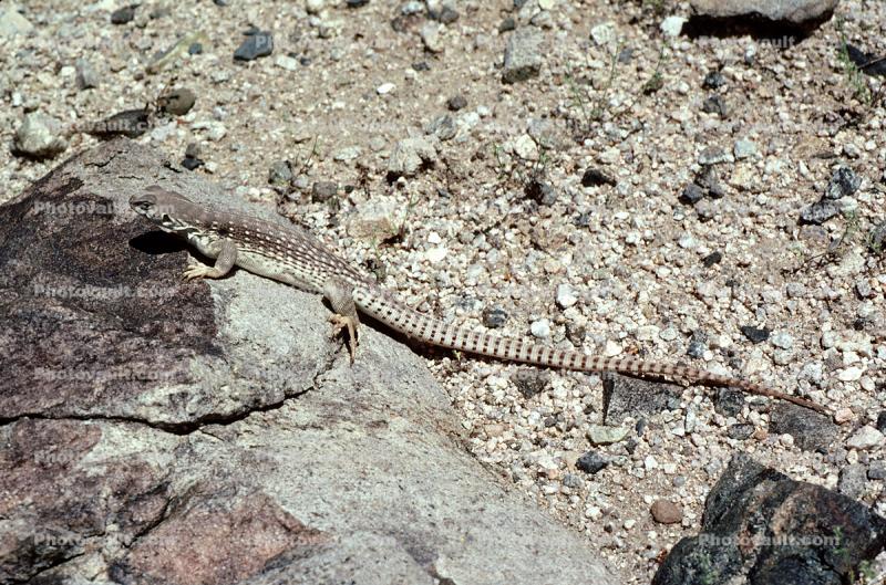 Desert Iguana, (Dipsosaurus dorsalis), Lacertilia, Iguanidae