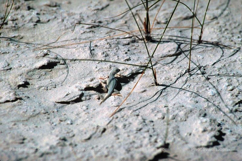 Bleached Earless Lizard, White Sands National Monument, New Mexico