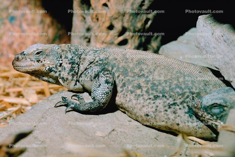Chuckwalla, (Sauromalus ater), Iguania, Iguanidae