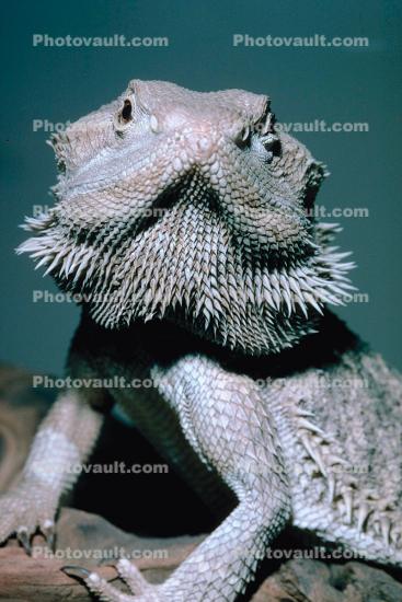 Bearded Dragon, (Pogona vitticeps), Lacertilia, Agamidae
