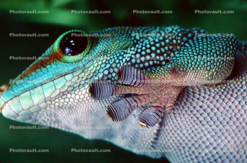 Madagascar Day Gecko, (Phelsuma standingi), Gekkonidae, Gekkoninae