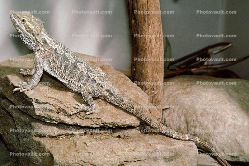 Bearded Dragon, (Pogona vitticeps), Lacertilia, Agamidae