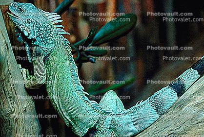 green iguana, common iguana, (Iguana iguana), Iguanidae