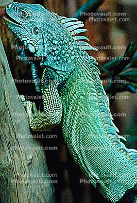 green iguana, common iguana, (Iguana iguana), Iguanidae