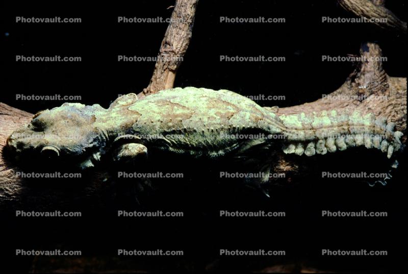 Flying Gecko, (Ptychozoon kuhli), Sauria, Gekkonidae, arboreal