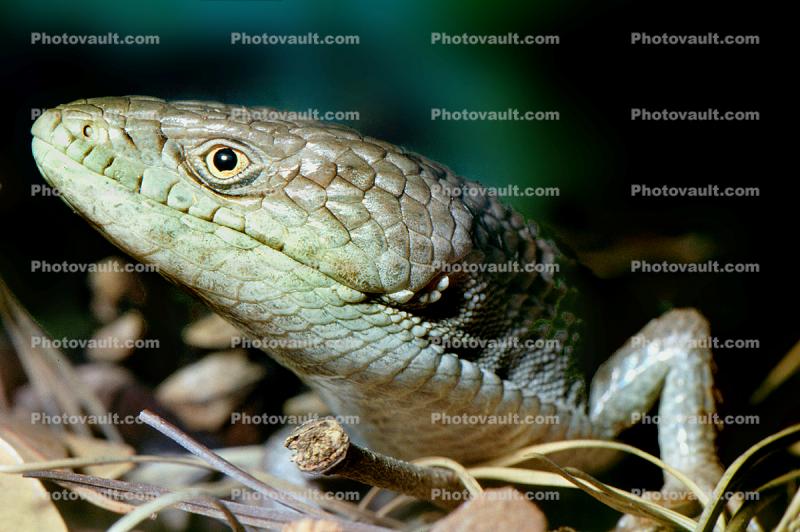 San Diego Alligator Lizard, (Elgaria multicarinata webbii), Anguidae