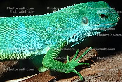 Fiji banded iguana, (Brachylophus fasciatus), Iguanidae