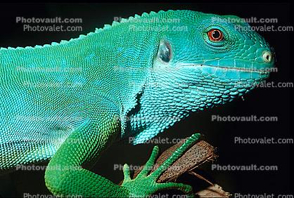 Fiji banded iguana, (Brachylophus fasciatus), Iguanidae