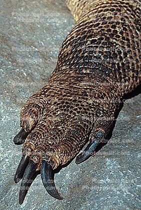 Great Komodo Monitor, (Varanus komodoensis), Varanidae, Varanus