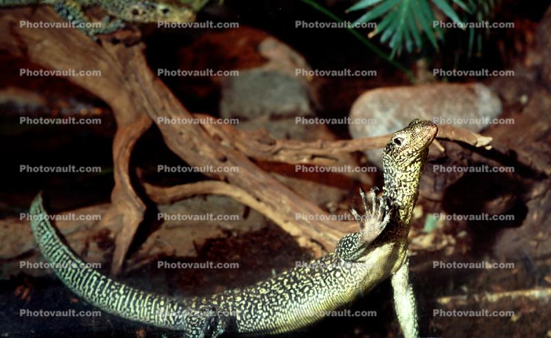Blue-Tailed Monitor Lizard, (Varanus doreanus), Varanidae