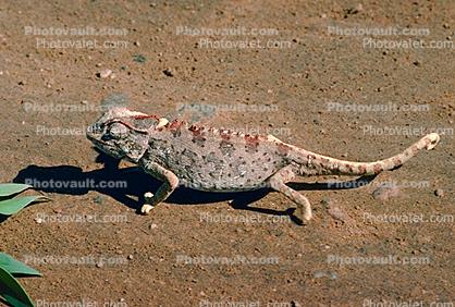 Chameleon, Namib Desert, Africa, African