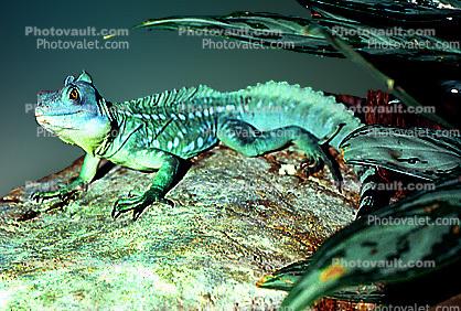 Basilisk Lizard, (Basiliscus plumifrons), Iguania, Corytophanidae, corytophanid