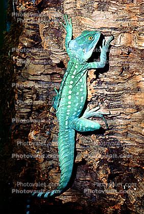 Basilisk Lizard, (Basiliscus plumifrons), Iguania, Corytophanidae, corytophanid