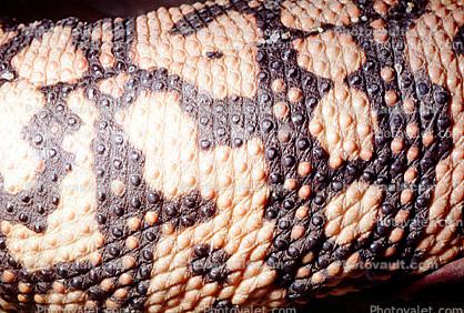 Gila Monster Skin, beads, (Heloderma suspectum), Varanoidea, Helodermatidae
