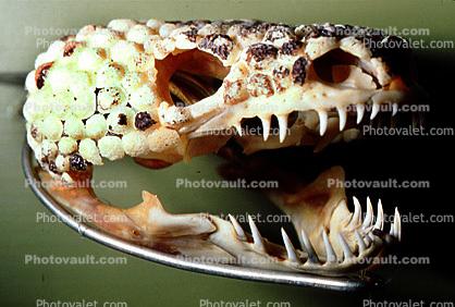Gila Monster Skull, (Heloderma suspectum), Varanoidea, Helodermatidae
