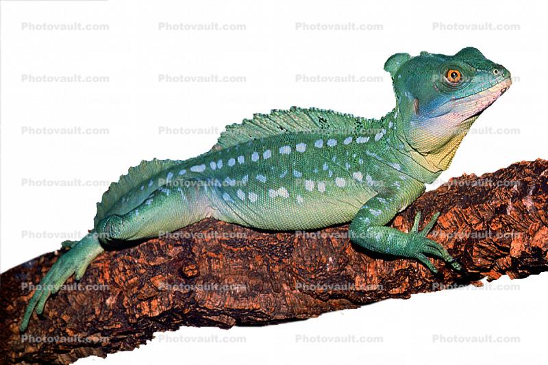 Basilisk Lizard, photo-object, object, cut-out, cutout, (Basiliscus plumifrons), Iguania, Corytophanidae, corytophanid