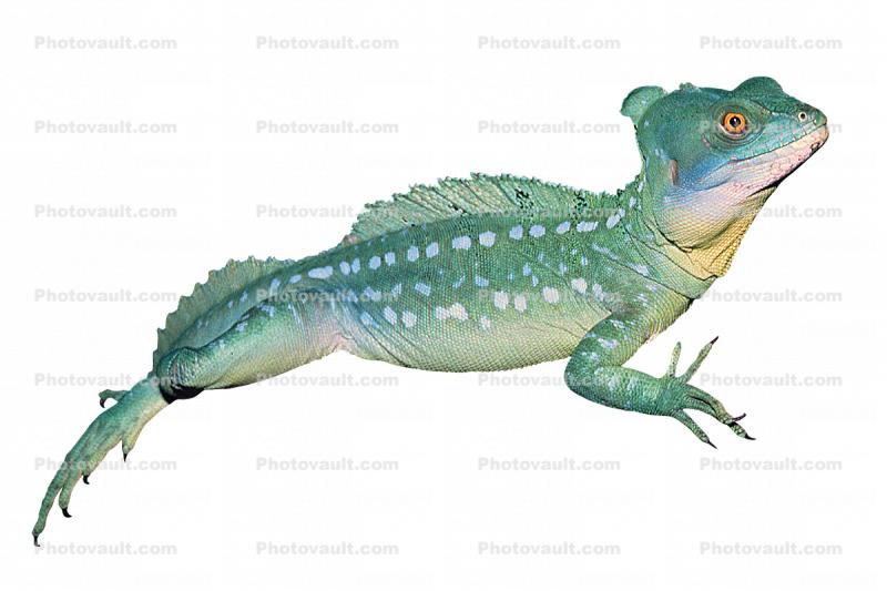 Basilisk Lizard, photo-object, object, cut-out, cutout, (Basiliscus plumifrons), Iguania, Corytophanidae, corytophanid