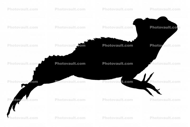 Basilisk Lizard silhouette, logo, (Basiliscus plumifrons), Iguania, Corytophanidae, corytophanid, shape