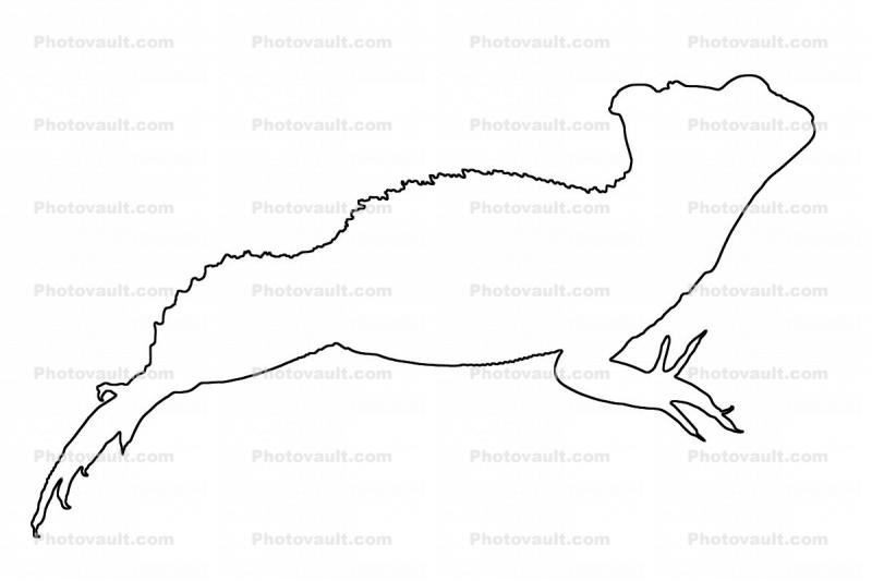 Basilisk Lizard outline, line drawing, (Basiliscus plumifrons), Iguania, Corytophanidae, corytophanid, shape