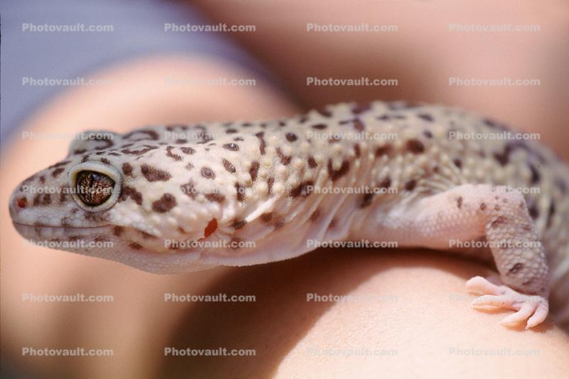Leopard Gecko, (Eublepharis macularis), Eublepharidae, crepuscular ground-dwelling lizard