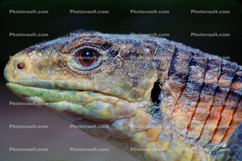 Giant Plated Lizard, (Gerrhosaurus validus), Gerrhosauridae