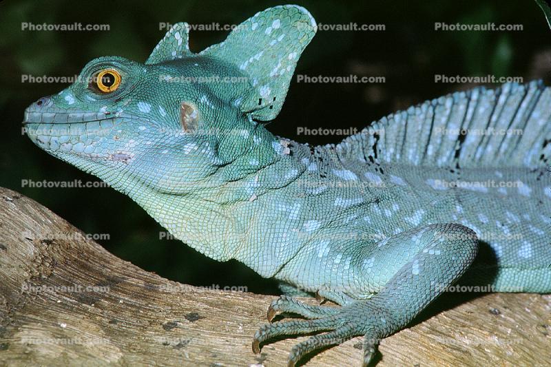 Male Basilisk Lizard, (Basiliscus plumifrons), Iguania, Corytophanidae, corytophanid