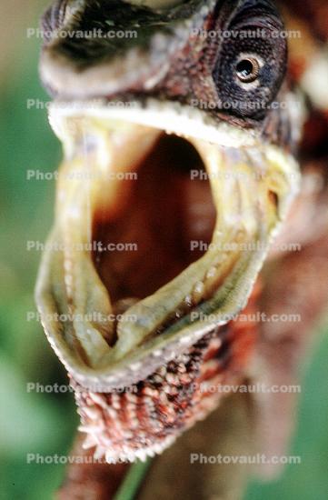 Chameleon Mouth, Lacertilia, Iguania, Chamaeleonidae
