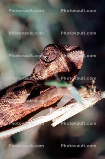 Chameleon, Lacertilia, Iguania, Chamaeleonidae