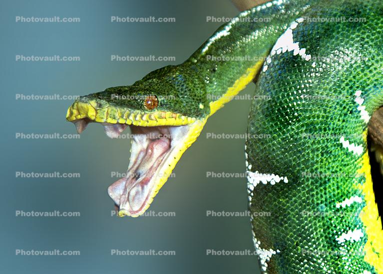 Mouth Agape of an Emerald Tree Boa, (Corallus canina), Boidae, Constrictor