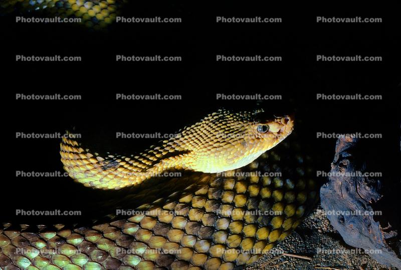 Rattlesnake, Viper, Viperidae, Pitviper, Venomous