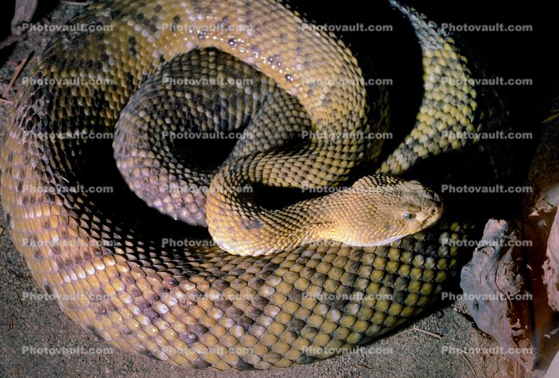 Rattlesnake, Viper, Viperidae, Pitviper, Venomous