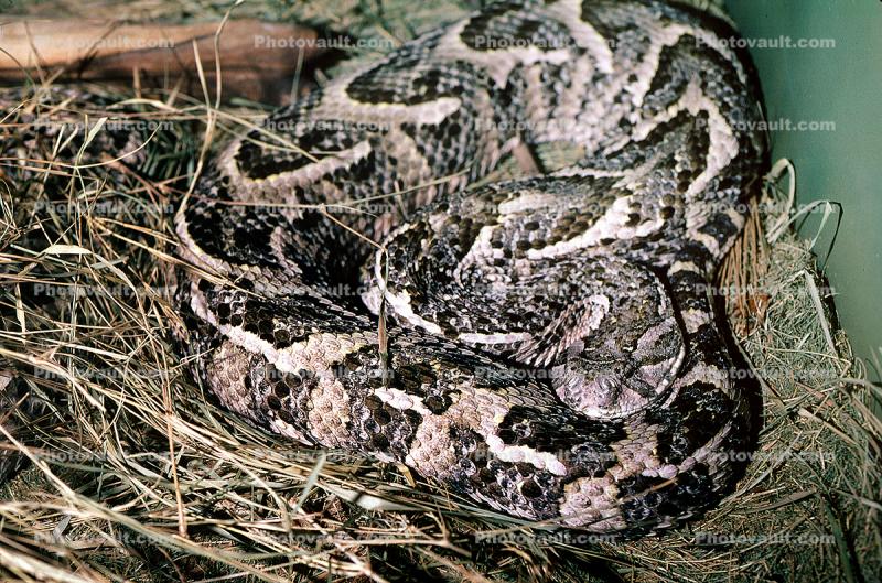 Rattlesnake, Viper